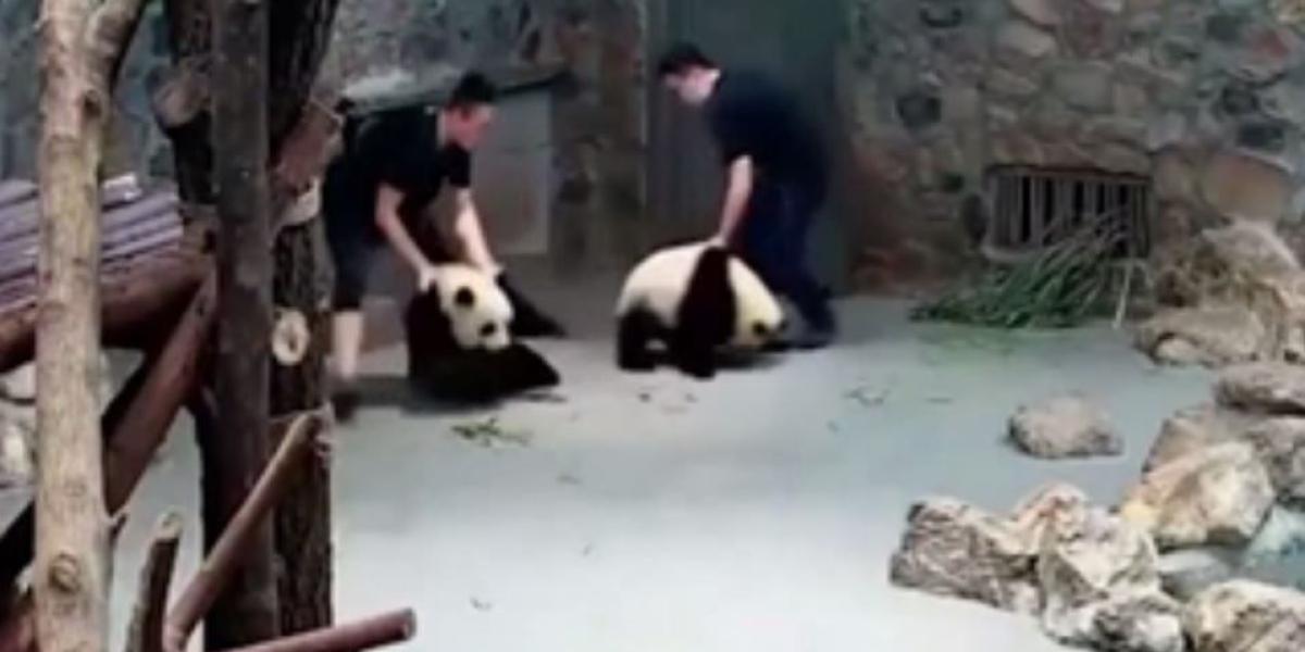 El método de los cuidadores fue inapropiado y que los pandas deben ser tratados "con dulzura". Según el centro de reproducción de Chengdu.