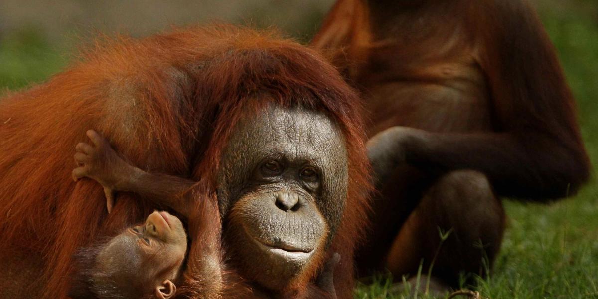 Entre los primates actuales, recuerdan, los humanos están más cerca desde el punto de vista evolutivo de simios como los chimpancés, gorilas, orangutanes y gibones.