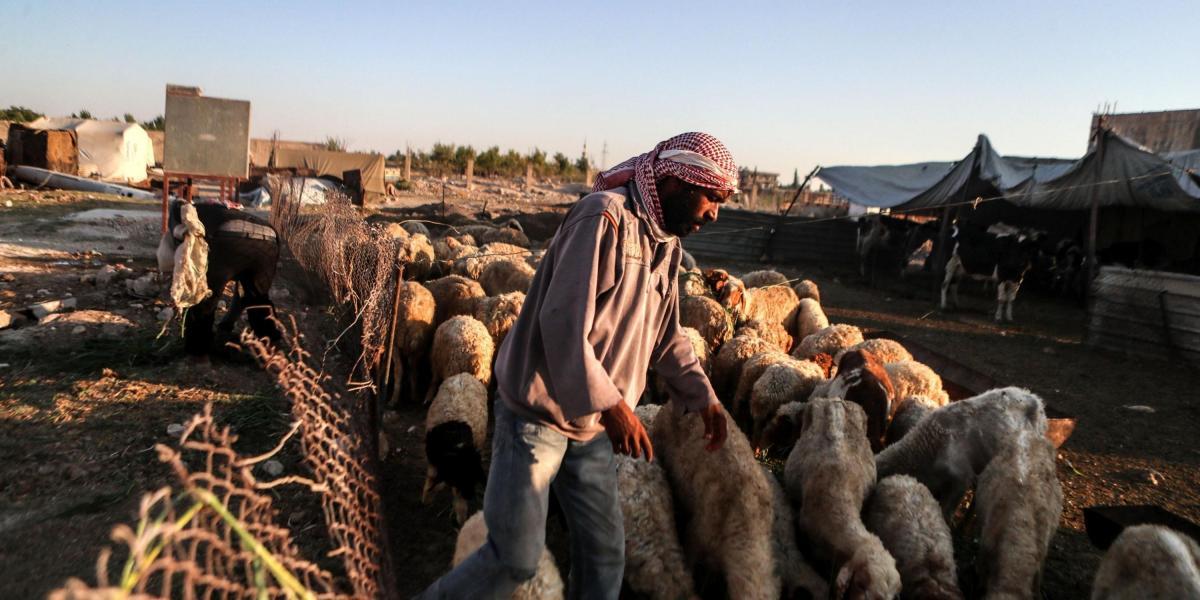 Ante el limitado número de animales para generar carne, en zonas asediadas de Siria, los champiñones son la opción.