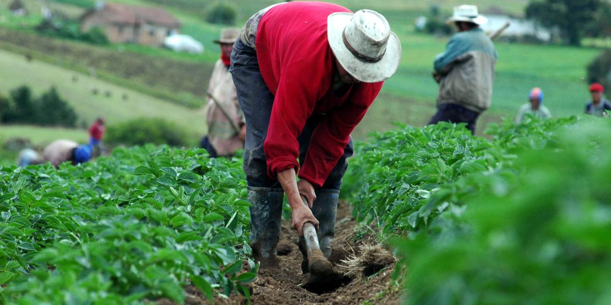 Hoy, la mitad de los 800 millones de personas que sufren hambre en el mundo son pequeños agricultores y trabajadores relacionados con el sector agrícola.