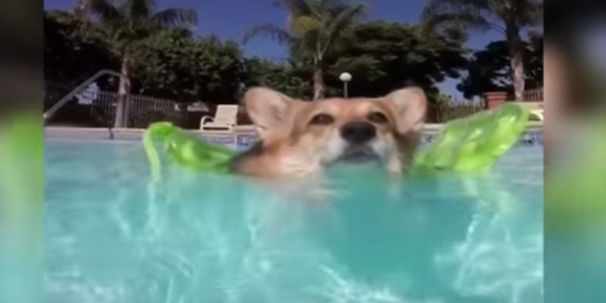 El enternecedor nado de un perro con su flotador