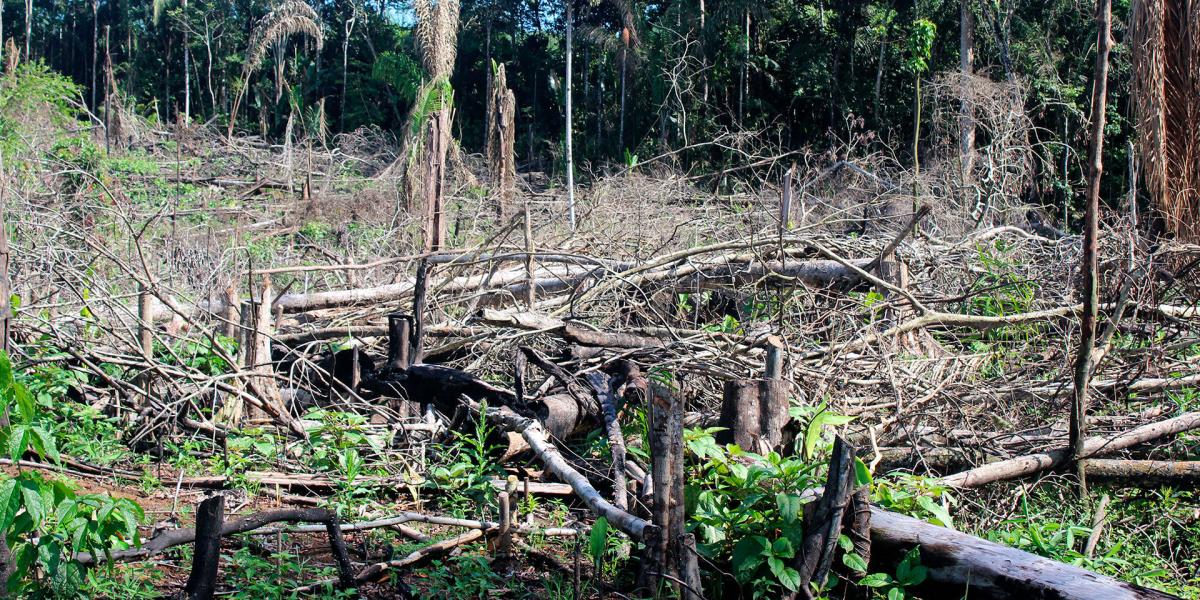 La selva del Guaviare y su lucha contra la deforestación