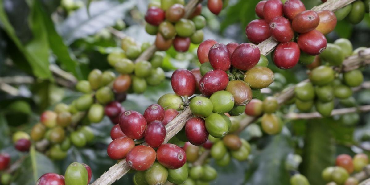 Actualmente, Huila es el primer departamento productor de café del país, con una cosecha de 2.580.000 sacos en el 2016, lo que equivale a un 18 por ciento de la producción colombiana.