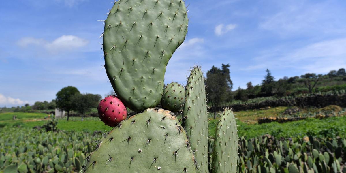 Este cactus color verde encendido, cuyo interior es una pulpa babosa, es la base de numerosos manjares en la vasta gastronomía mexicana: sopas, ensaladas, asados, mermeladas y hasta golosinas.