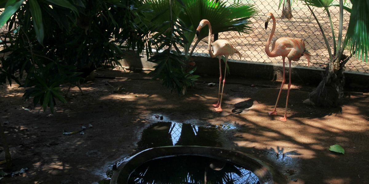 La escasez también ha dejado a los zoológicos sin comida suficiente para alimentar a sus animales y unos 50 de ellos murieron por inanición en zoológicos de Caracas durante la primera mitad del 2016.