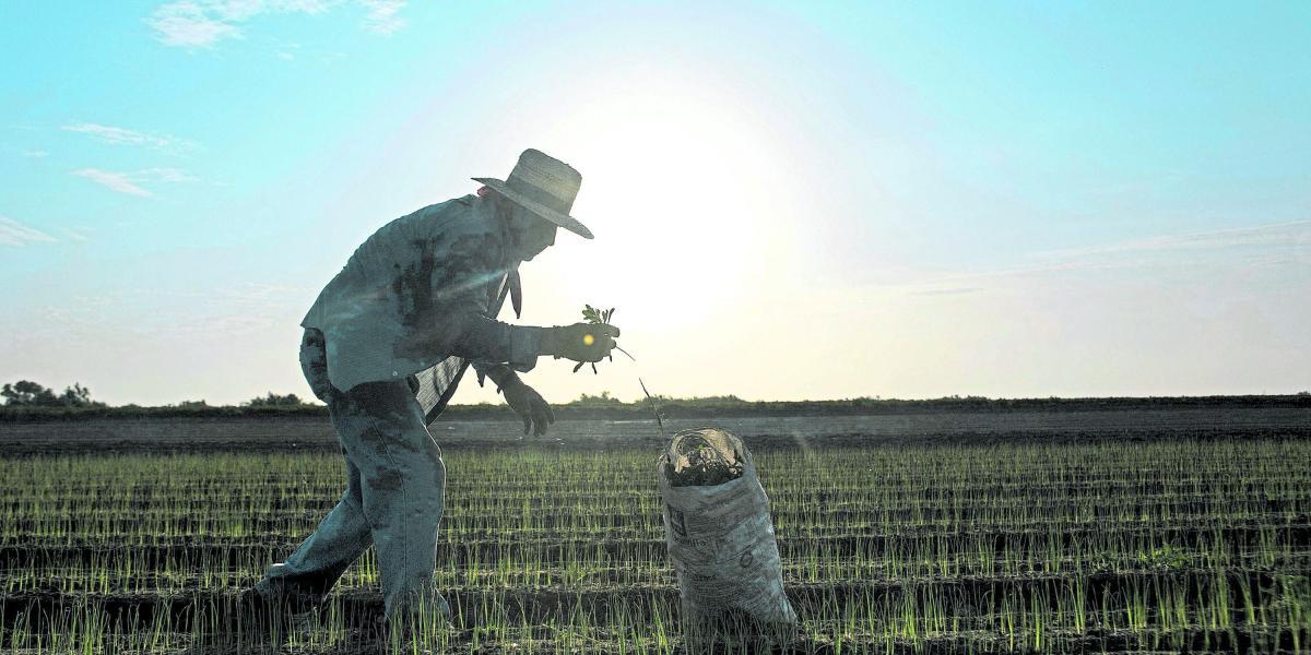 Un jornalero cosecha cebollines en el valle de Mexicali, en Baja California, México. Esta semana comenzó la renegociación del TLC.