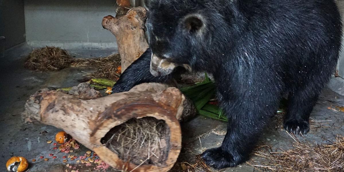 El oso de anteojos estuvo más de 20 años en la reserva de Río Blanco en Manizales.
