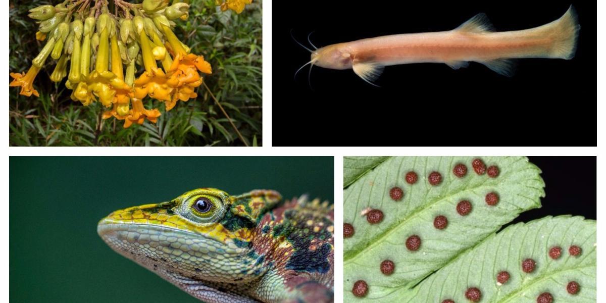 Por el momento se han encontrado 89 especies nuevas para la ciencia y cerca de 290 registros nuevos para Colombia y la región.