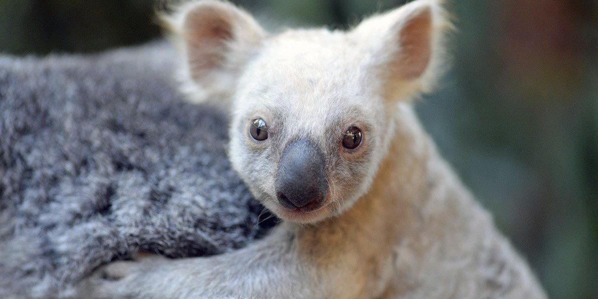 La directora de Australia Zoo Wildlife Hospital, Rosie Booth, explicó que no se trata de un animal albino sino de una hembra con el "gen plateado", probablemente heredado de su madre.
