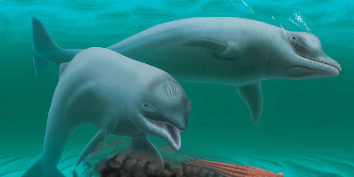 El curioso mamífero, bautizado "Inermorostrum xenops", fue descubierto por un submarinista en el río Wando, en Carolina del Sur.