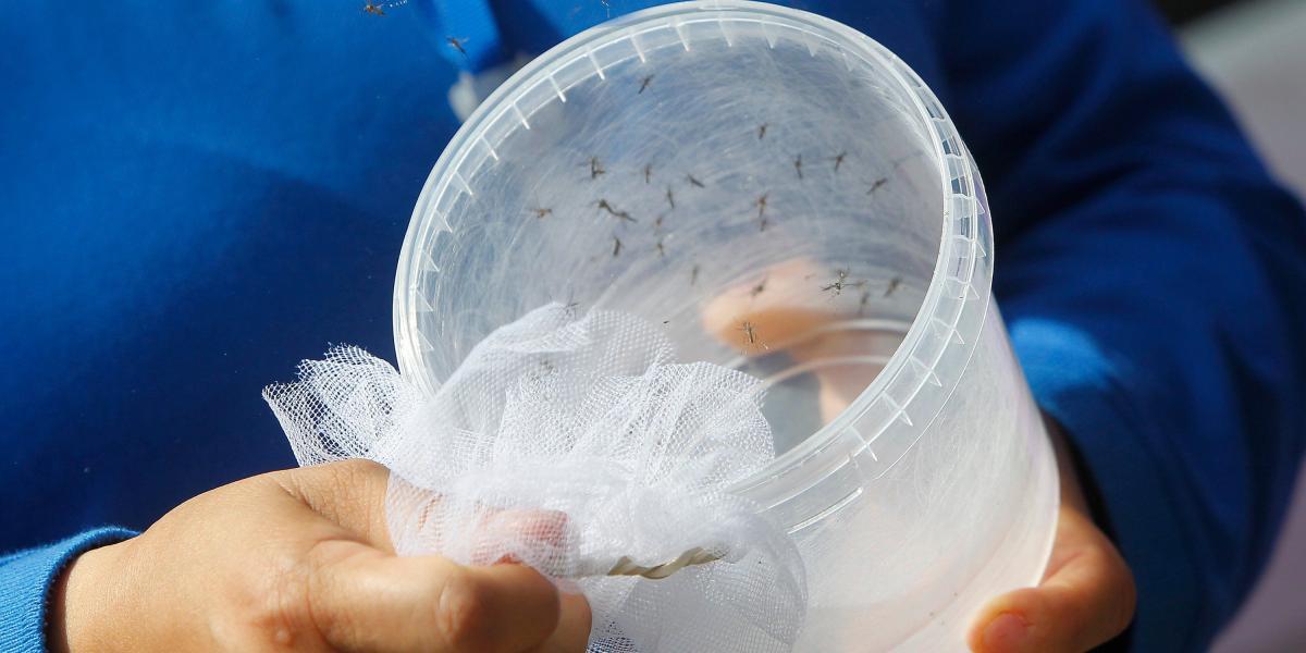 Ayer se liberó el primer lote de ‘Aedes aegypti’, con Wolbachia, en el nororiente de la ciudad, con el fin de reducir los reportes por enfermedades como dengue, zika y chikunguña en Medellín. El proyecto es liderado por el Pecet de la U. de. A.