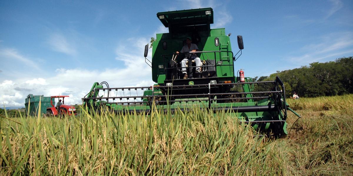 Un total de $ 16.800 millones se entregarán de forma directa a los cultivadores de arroz durante este segundo semestre.