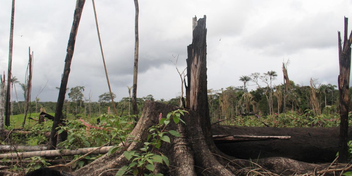 La deforestación en el Guaviare