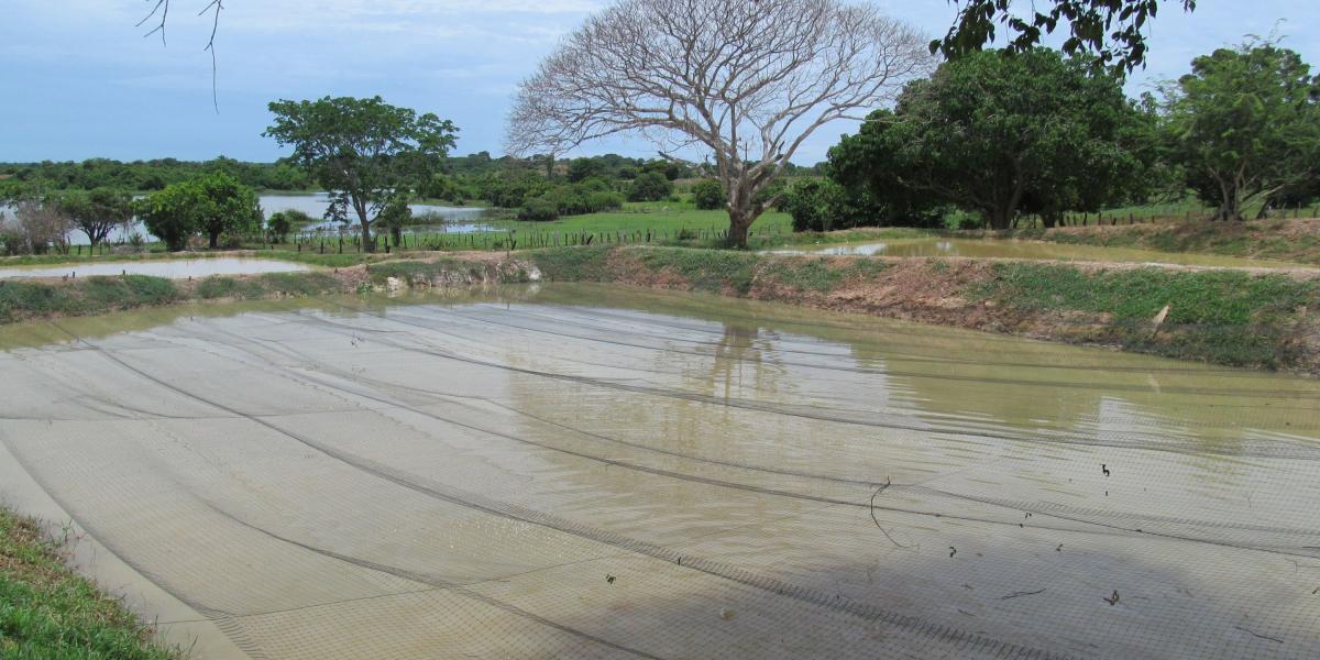 En la Institución Educativa Anaxímenes Torres, en el corregimiento de Belén, en El Banco, se implementan proyectos piscícolas y pecuarios.
