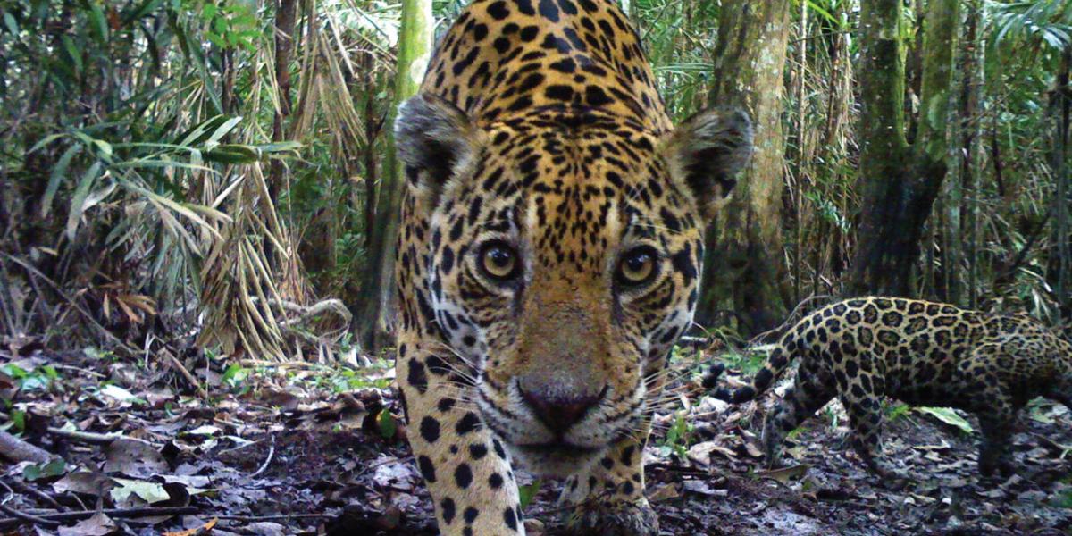 La travesía va desde México hasta Argentina, para conocer el estado de conservación y las amenazas que aquejan el hábitat del felino más grande de América.