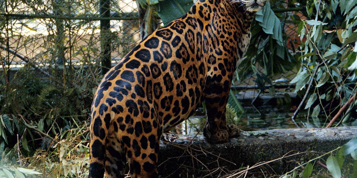 El jaguar, el felino más grande de América, está clasificado como una especie en alto grado de amenaza en el continente.