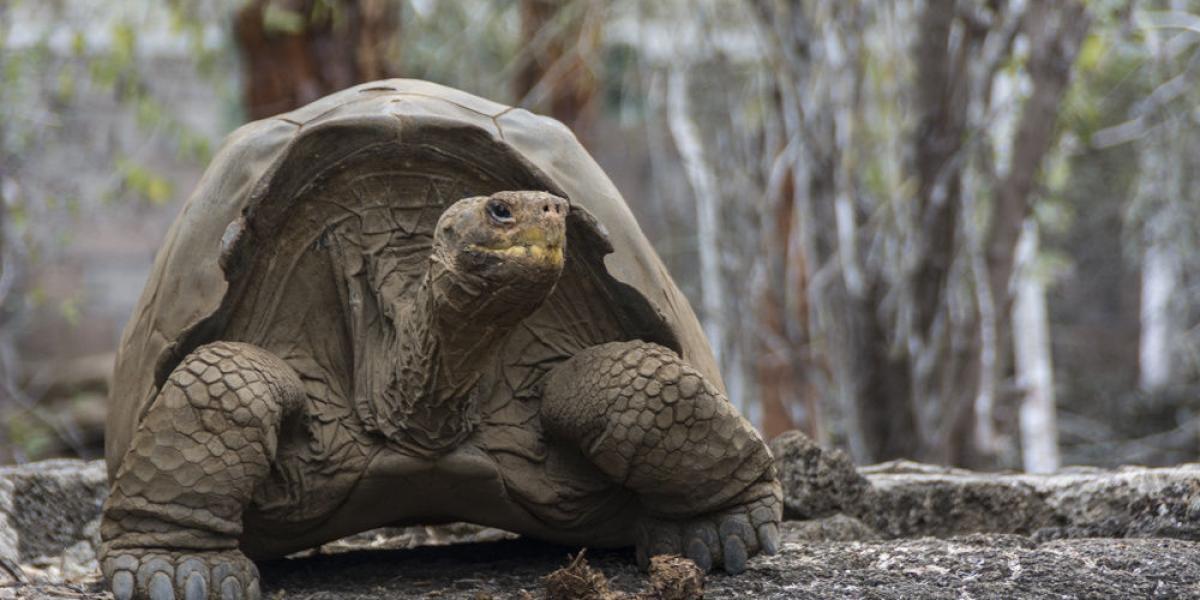 Se trata de tortugas de caparazón tipo montura, dijo el investigador al recordar que, en los siglos XVI y XVII, Galápagos fue refugio de piratas que consumían carne de tortuga.