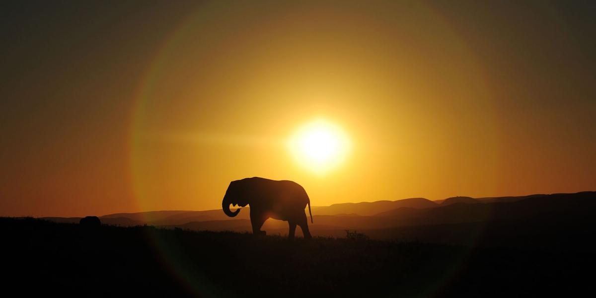 Unos 30.000 elefantes mueren cada año en África a causa del tráfico ilegal de marfil.
