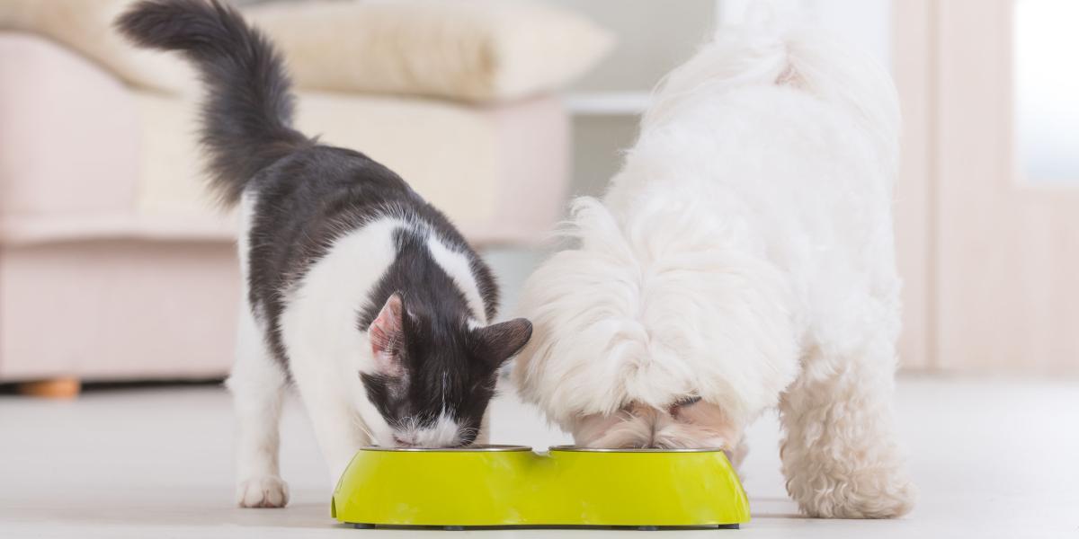 Para los gatos y perros pequeños que son propensos a enfermedades del tracto urinario, una 
alta ingesta de agua a través de los alimentos aumenta el volumen de orina.
