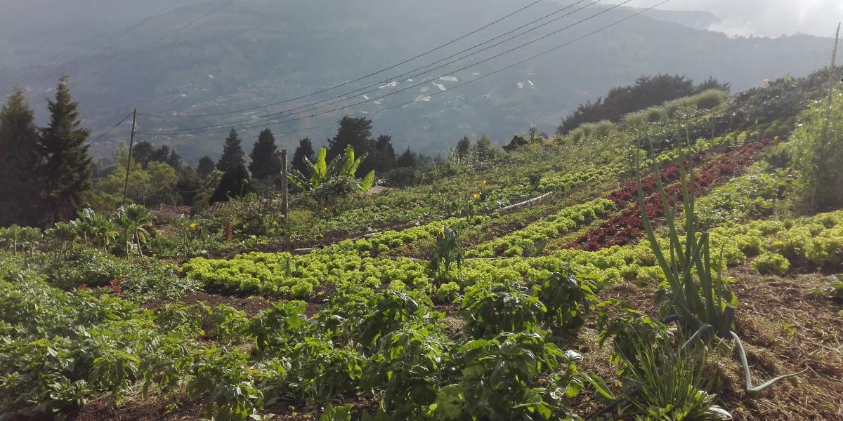 En el corregimiento San Cristóbal, de Medellín, existen varias familias líderes que cultivan la tierra de forma limpia y sostenible con el medioambiente.