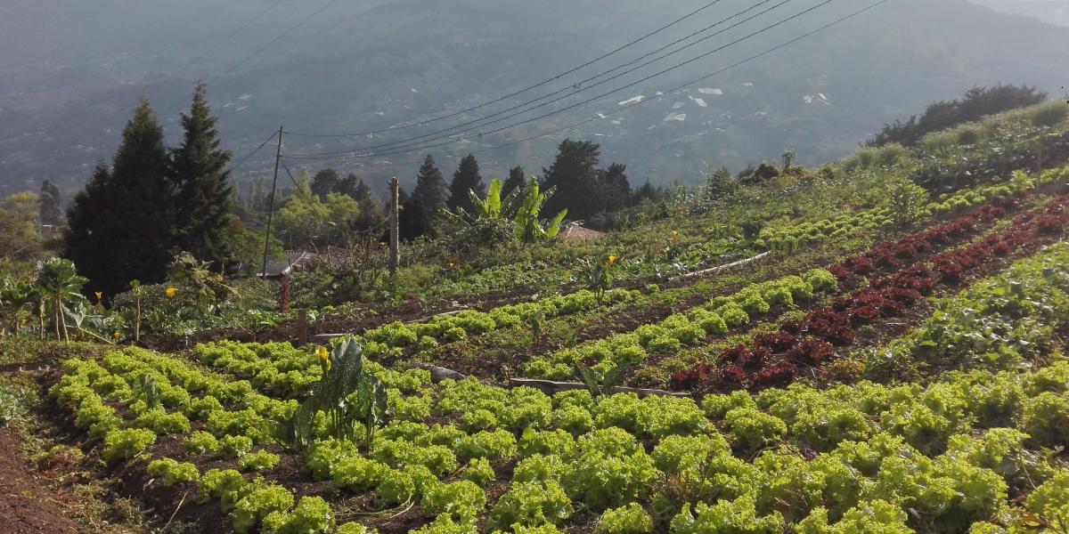 En el corregimiento San Cristóbal, de Medellín, existen varias familias líderes que cultivan la tierra de forma limpia y sostenible con el medioambiente.
