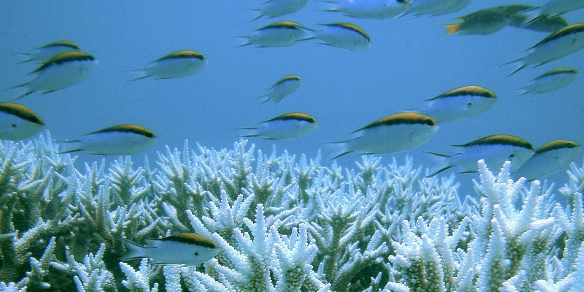 La Gran Barrera de Coral, uno de los grandes tesoros
naturales del mundo.