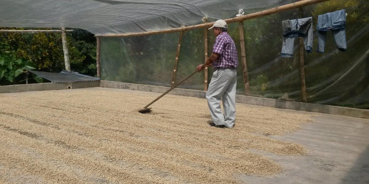 En el ‘Cinturón del café del Caribe’, en la Sierra Nevada, hay cerca de 2.300 hectáreas de café orgánico cultivado.