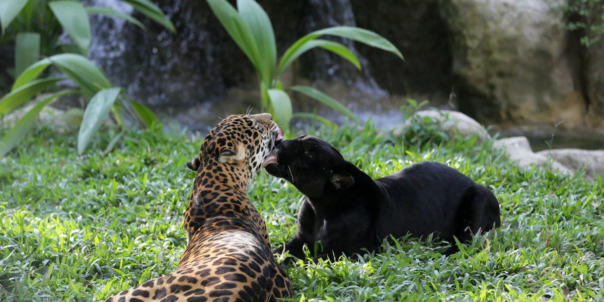 Muy cariñosas estuvieron estas felinas. Son ‘Jaguara’ (izquierda) y ‘Amelí’. Son dos de los habitantes de ‘Por el camino de Los Andes’. Para su traslado de la vieja área tuvieron entrenamiento.
