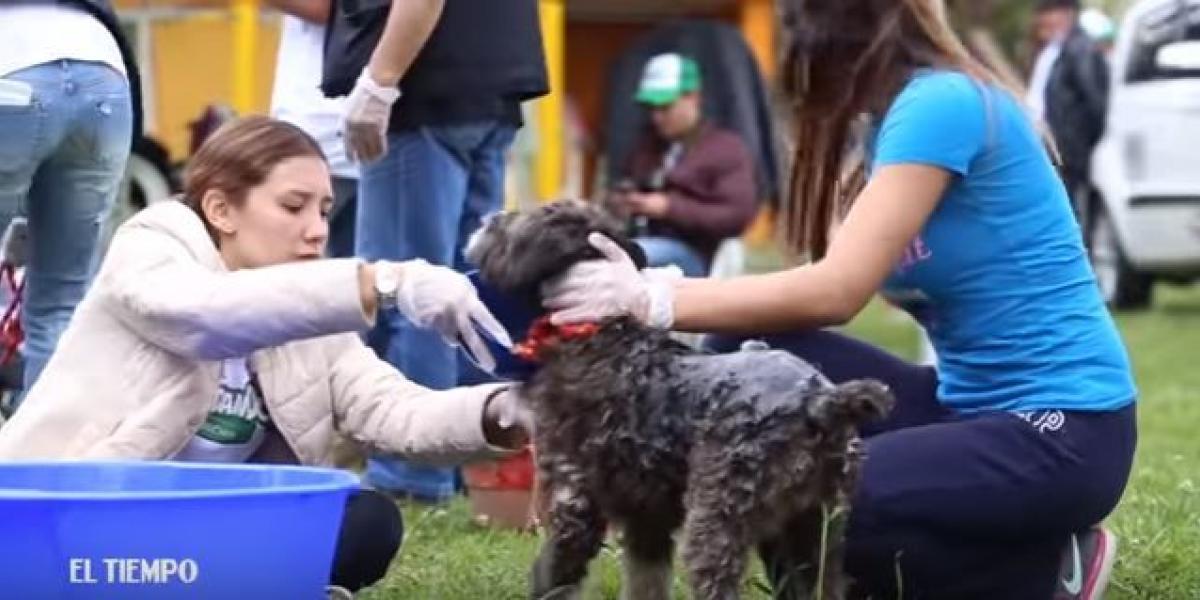A María C. García, el inmenso amor que siente por los animales la llevó a tener 300 perros bajo su cuidado en la Fundación Ángeles Sanando Huellitas, un cálido lugar en donde los caninos buscan un hogar y una nueva familia.