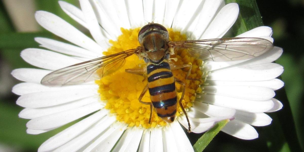 Una colmena en etapa productiva de apis puede tener entre 50 y 80 mil abejas en promedio.