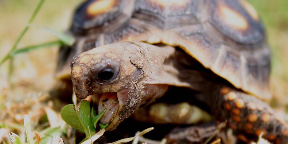 1.	En cuanto a los reptiles, la especie más traficada es la tortuga morrocoy (geochelone carbonaria) con 1847 incautaciones, por parte de las autoridades.