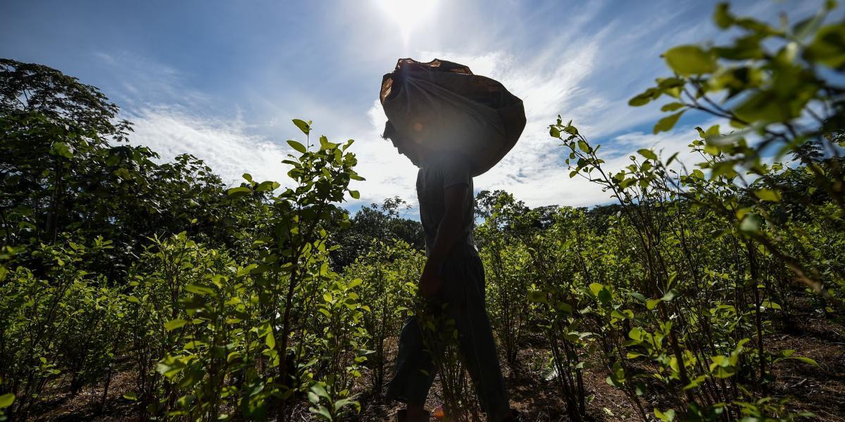 De La Paz y sus alrededores, una reserva natural de bosques tropicales donde se han asentado ilegalmente unos 6.000 colonos, sale la pasta de coca que, una vez transformada en cocaína, alcanza precios exorbitantes en Estados Unidos.