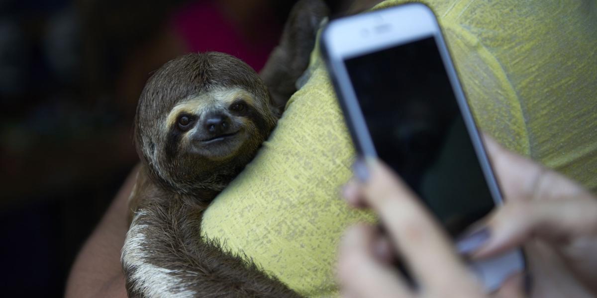 La organización está promoviendo el código “Selfie sin Crueldad”, para que los turistas aprendan a tomar una fotografía con animales silvestres sin alimentar la industria de turismo cruel.