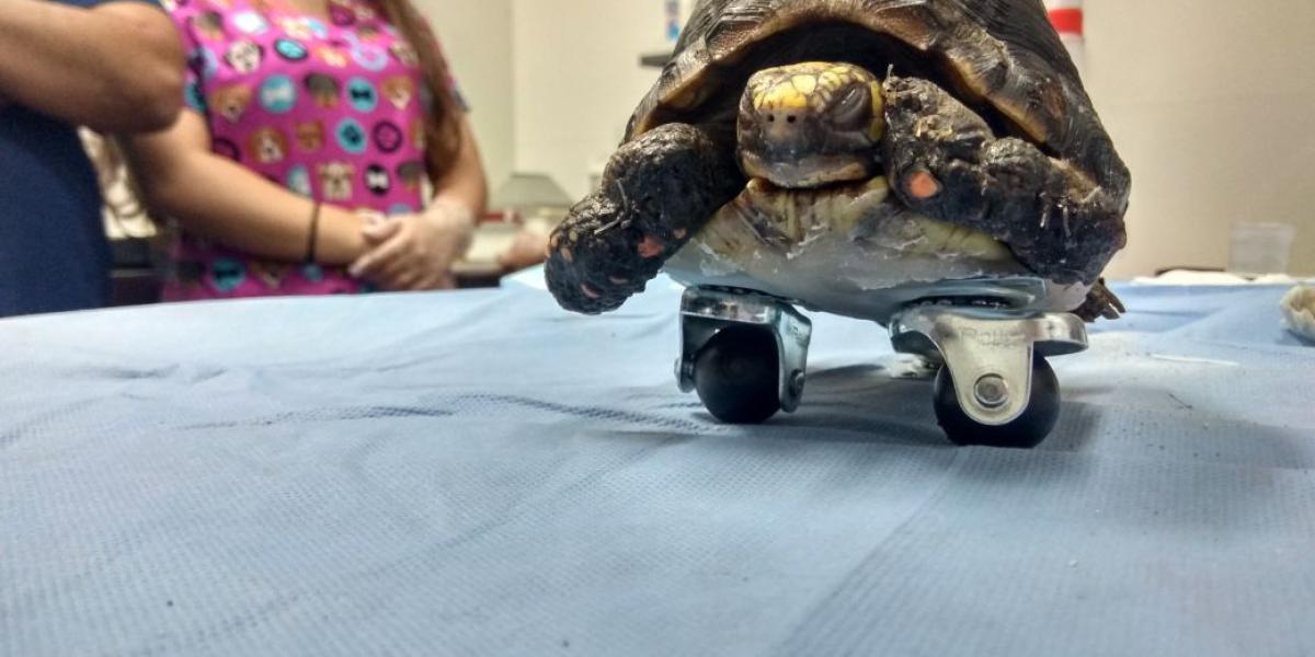 La tortuga fue rescatada por la Policía Ambiental