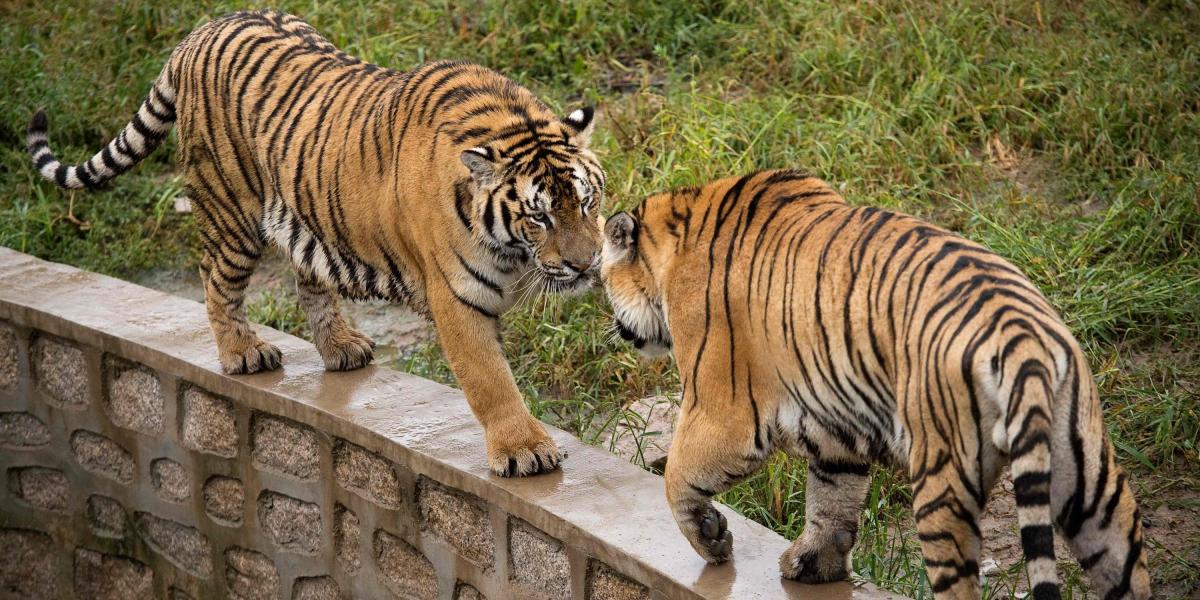 El Parque del Tigre Siberiano Hengdaohezi es uno de los centros de cría más grande de China y está ubicado en Mudanjiang, al Noreste de este país.