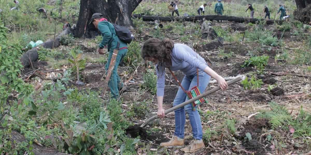 Operarios del Jardín Botánico de Bogotá acompañaron las cuadrillas de dos o tres ciudadanos que sembraron plántulas.