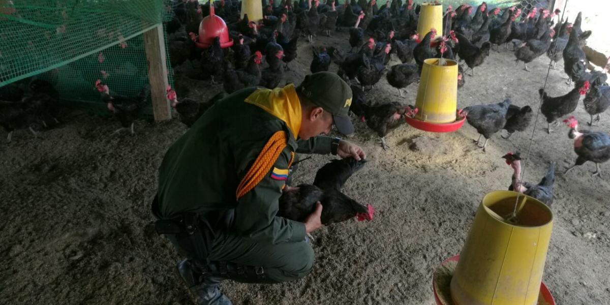 La iniciativa consiste en la construcción de un galpón para albergar más de 300 gallinas en la vereda Caño Indio, en Tibú.