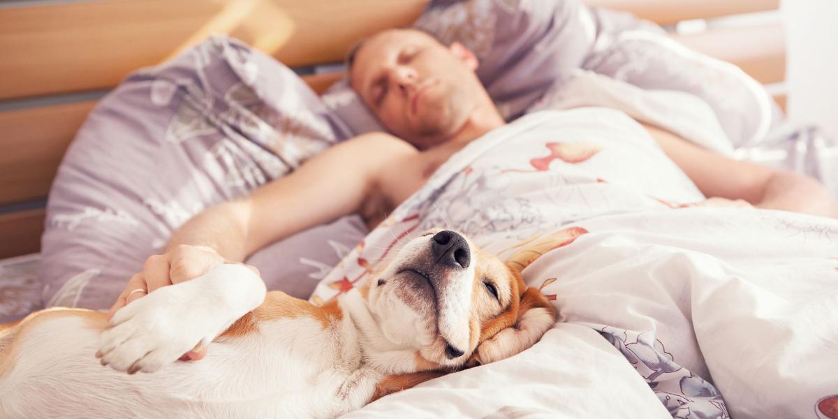 Es válido permitir que la mascota suba a la cama; pero lo recomendable es que tenga su lugar.