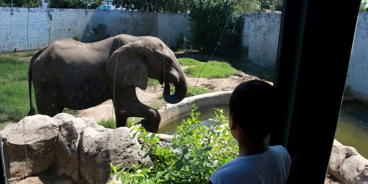 Tantor tiene aproximadamente 50 años y es uno de los ejemplares más visitados del zoológico.