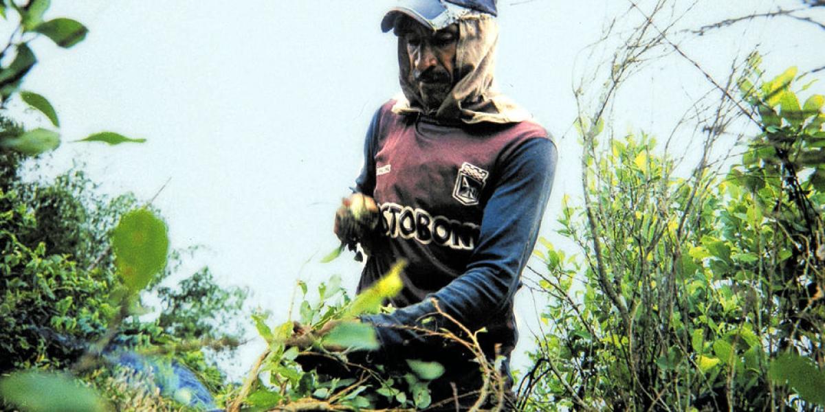 Los raspachines, como se denomina a los trabajadores que cortan las hojas de la mata de coca con sus manos, se dividen el campo del sembrado por zonas y cada zona, por líneas.