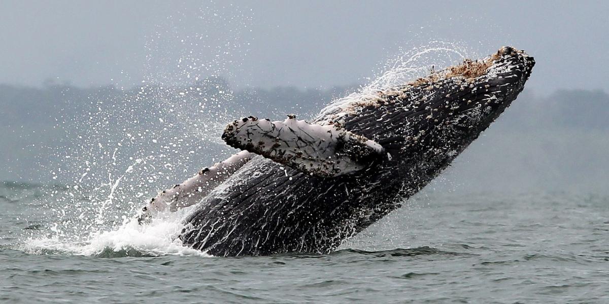 En Chile se busca crear una red de hidrófonos que ayude a identificar ballenas.