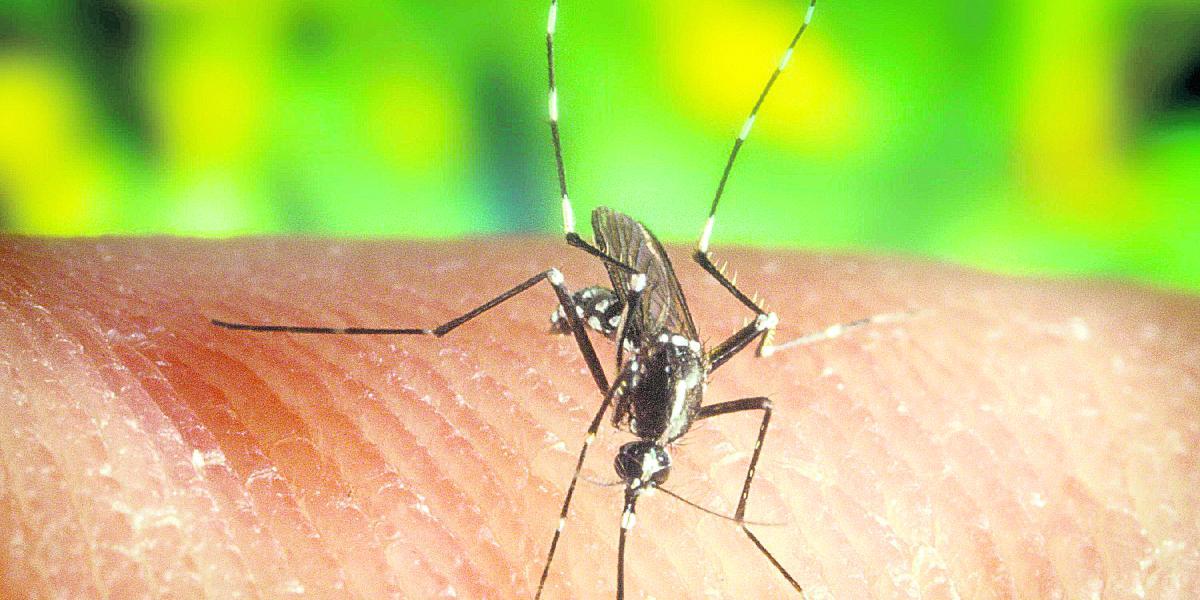 El mosquito Anopheles quadrimaculatus es uno de los portadores del parásito Plasmodium que causa malaria o paludismo.