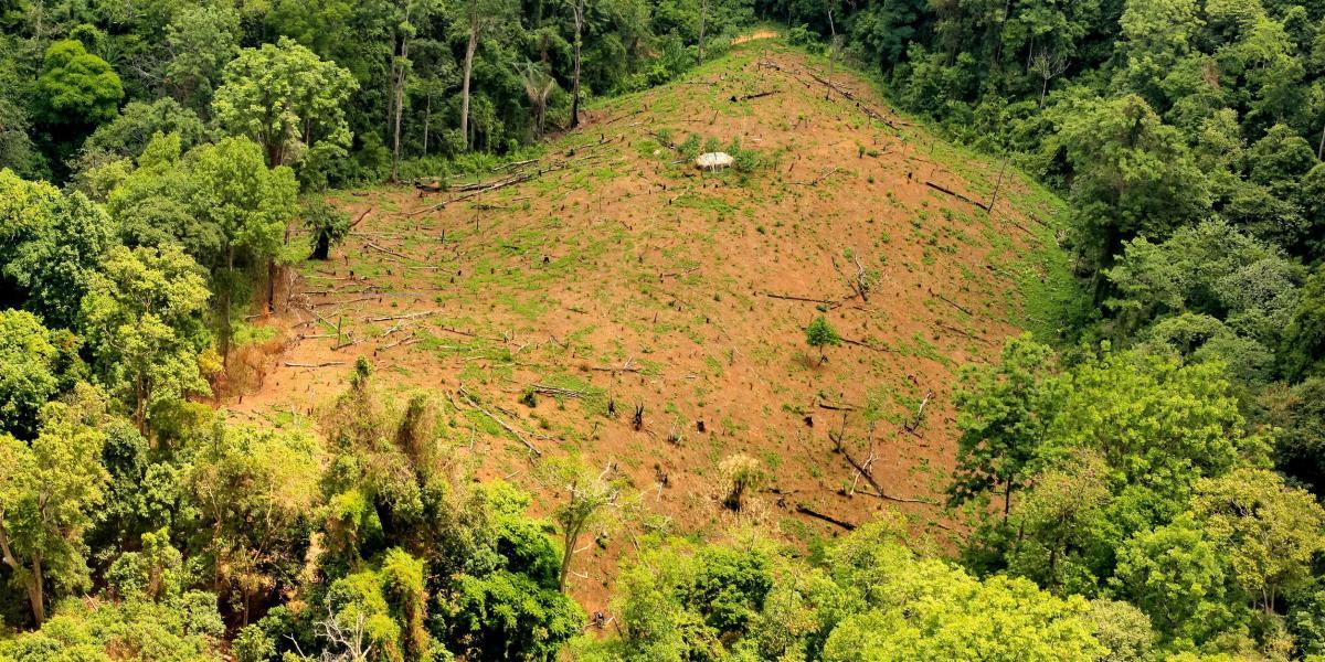 La deforestación afecta el hábitat de las especies; unas se adaptan y otras desaparecen.