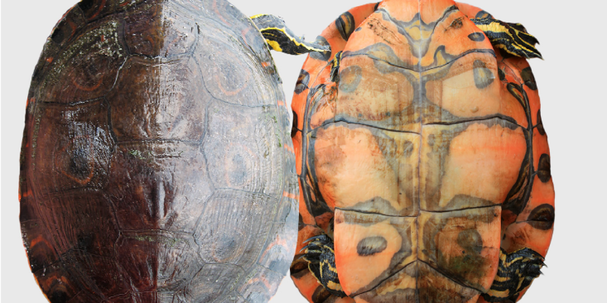 La nueva especie de tortuga icotea migró hace 8,6 millones de años.