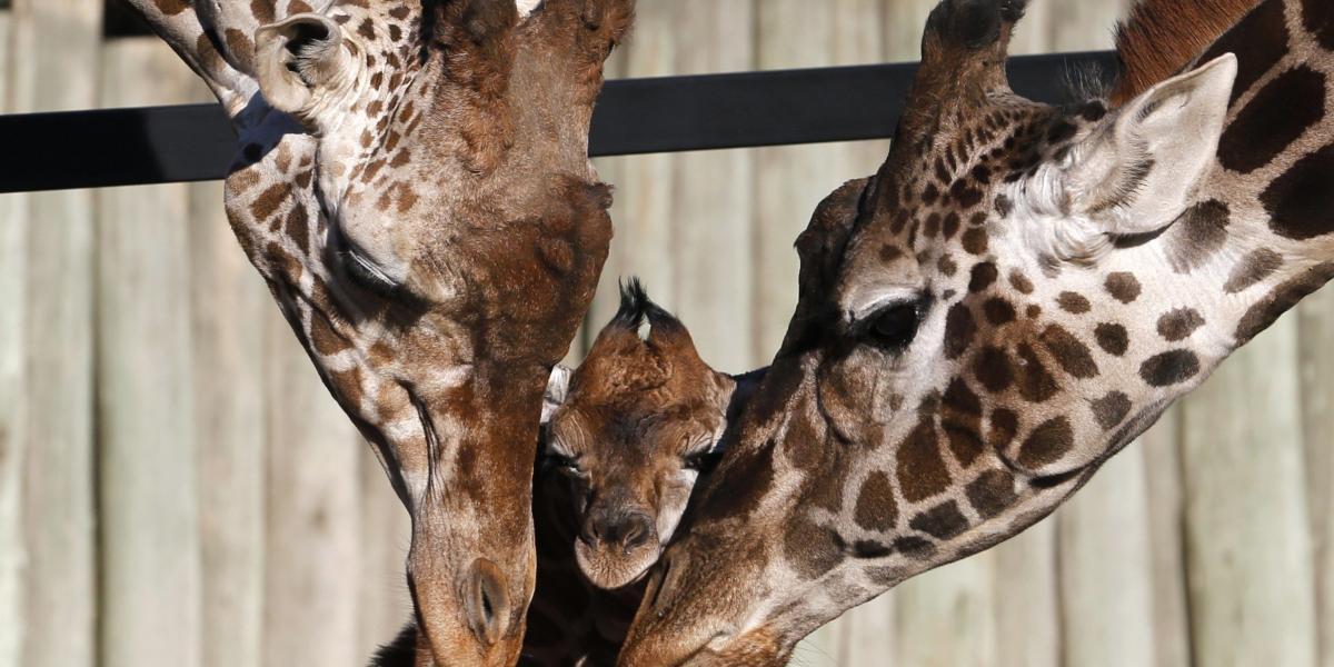 Las jirafas tienen solo una cría por embarazo y tarda entre 14 y 15 meses en nacer.