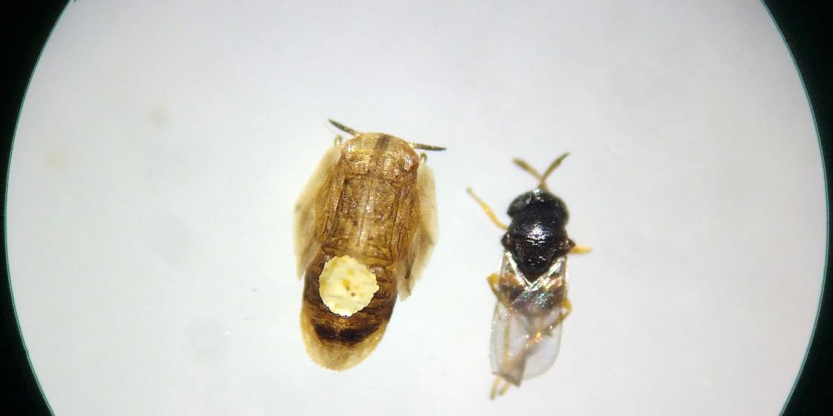 La avispa 'Diaphocyrtus' (der.) y la momia que deja luego de comerse la ninfa (larva) de la avispa transmisora del HLB.
