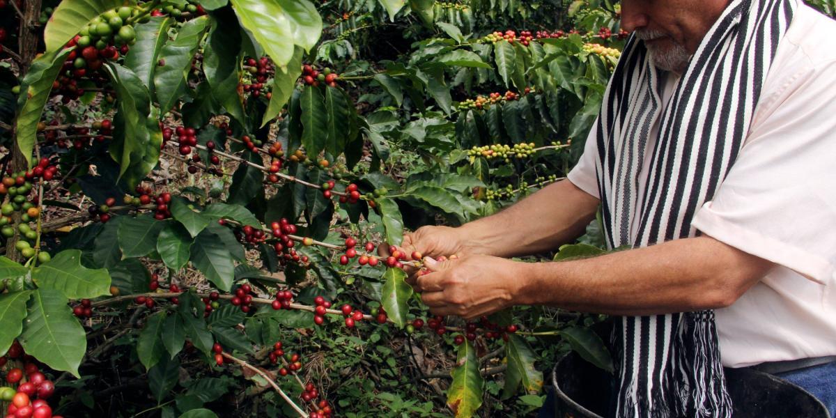 En Colombia, 2.7 millones de personas dependen directamente del cultivo de café, lo cual representa el 33 % de la población rural nacional.