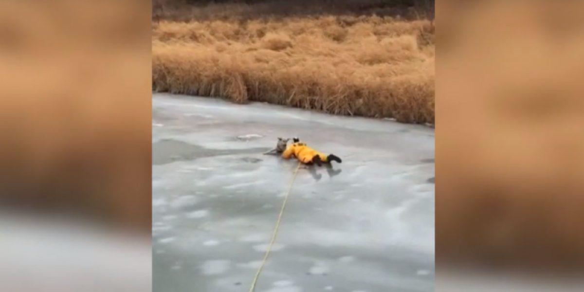 Así fue el heroico rescate de un perro que quedó atrapado en río congelado de Canadá