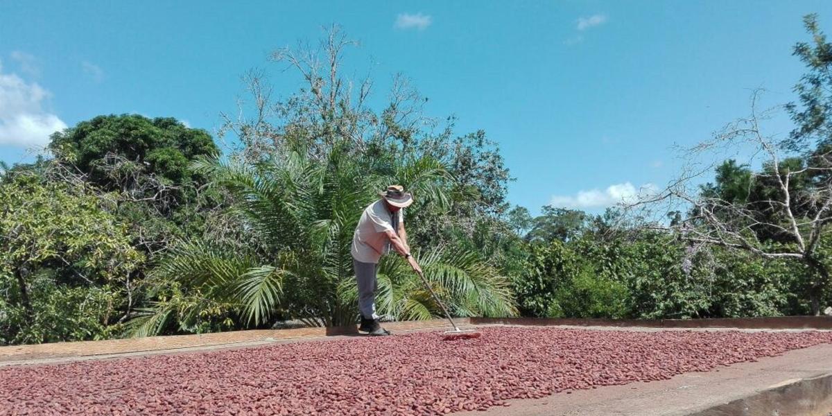 Campesinos cultivan cacao. Gobierno espera subsidiar la movilización del producto.