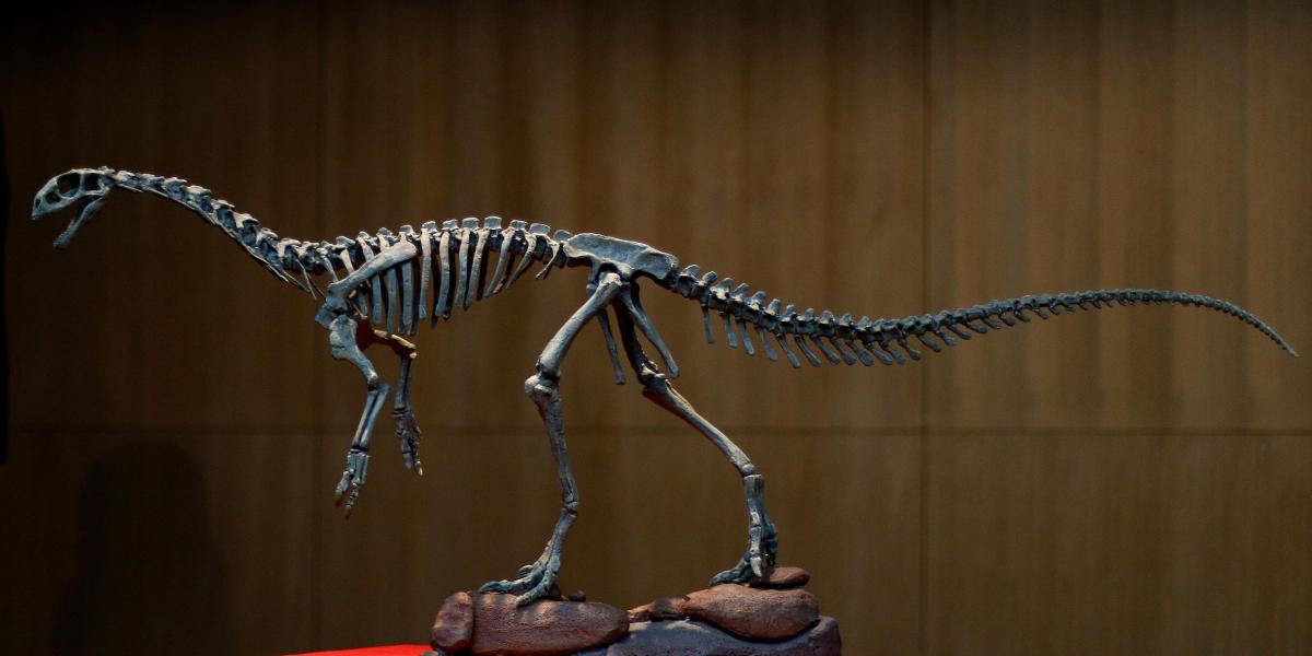 El 'Chilesaurus diegosuarezi' fue el primero que hallaron en el área de la formación geológica Toqui, en el sur de Chile.
